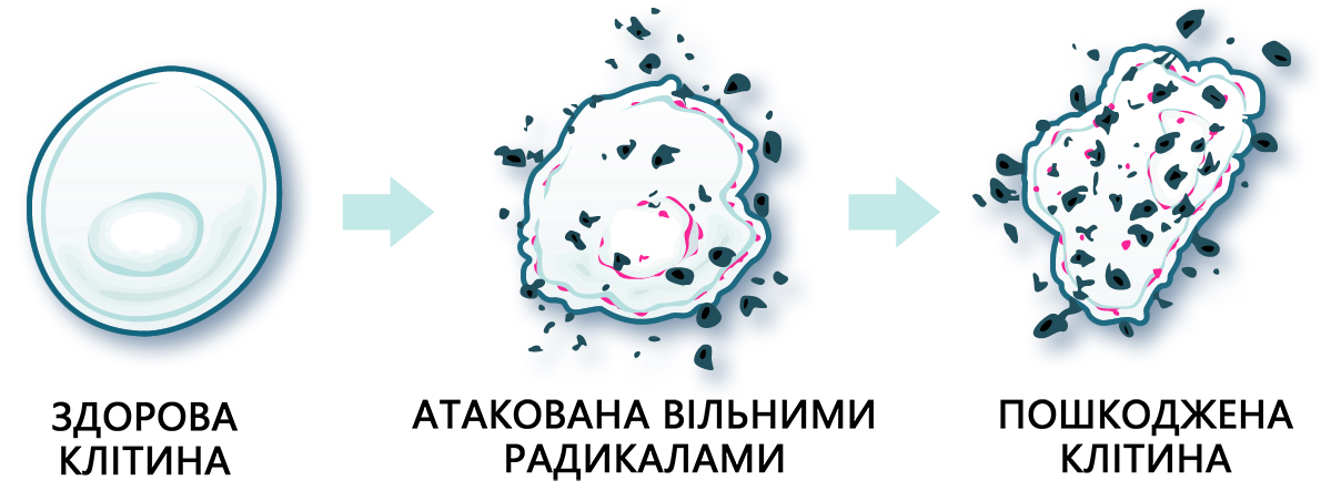 ноні на клітковому рівні