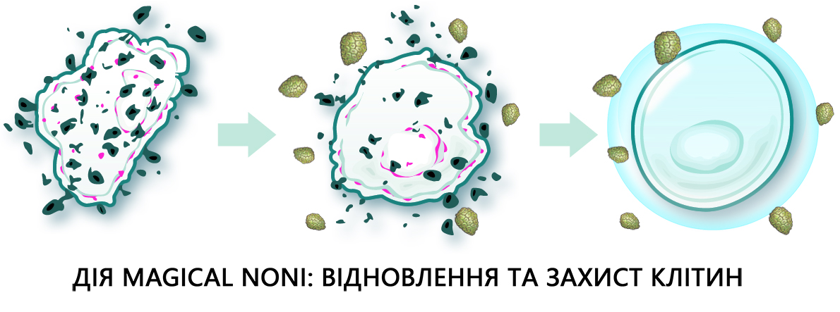 відновлення клітини